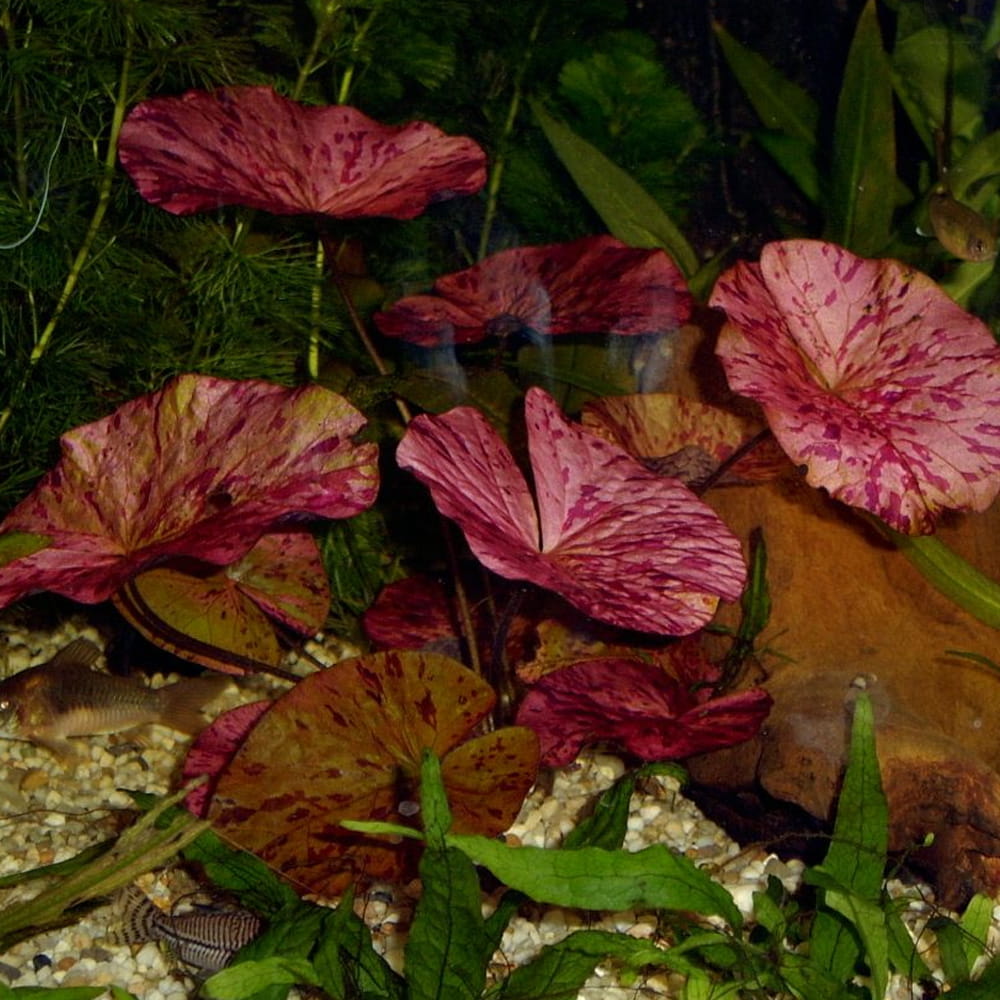 SP Lotos Nymphaea Tiger red koszyk XXL czerwona roślina do akwarium